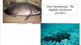 Chapter-18, The Fishes || Locomotion, Digestive system and Digestion || Zoology by Miller & Harley || Lecture No.2 by Sarwar AD