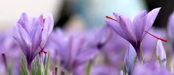 GRADE  !! WA:083 854 153 392	Jual Bumbu Masak Saffron Surabaya - Malang