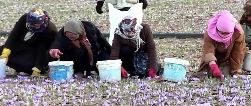 NEGIN !! WA:083 854 153 392	Jual Bunga Saffron Afghanistan Surabaya - Malang