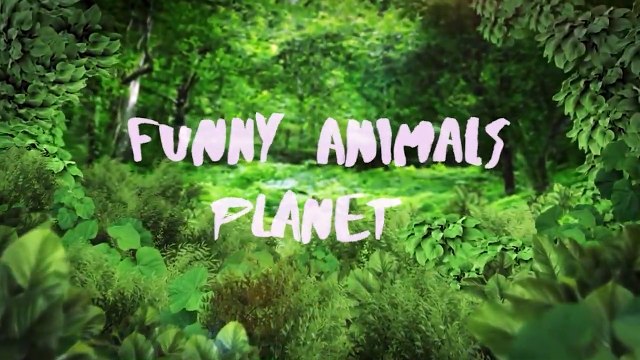 Funny Dogs and Cats Awesome Animals Videos