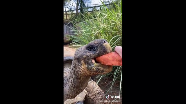 FUNNIEST ANIMALS TIK TOK - PET FAILS COMPILATION CUTE ANIMALS 2020 !!!!!