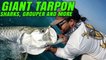 GIANT TARPON vs MONSTER MIKE - Mini rod action