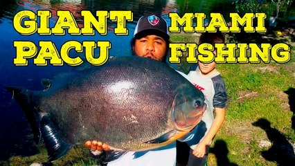 Fishing Giant Monster Pacu in Miami