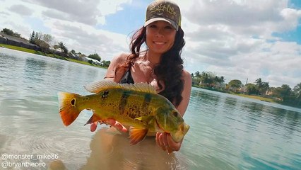 Peacock & Largemouth Bass in Miami