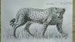 How to draw Cheetah | Charcoal pencil Shading |