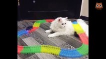 RisaSuave - Videos divertidos de gatos y perros - 5