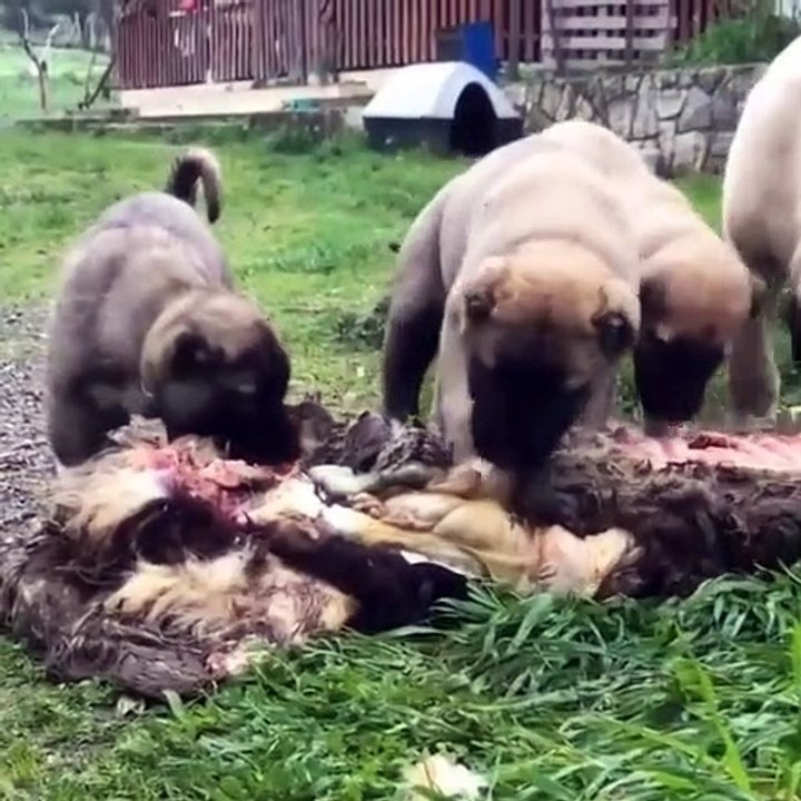KaNGAL YAVRULARININ SABAH KAHVALTISI MENUSU - KANGAL DOG PUPPiES MENU BREAKFAST