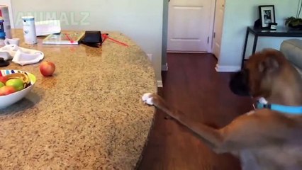 animales sin sentido