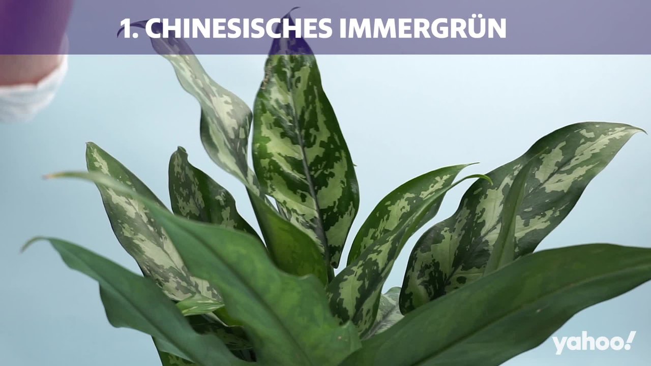 Für diese 10 Zimmerpflanzen brauchst du keinen grünen Daumen