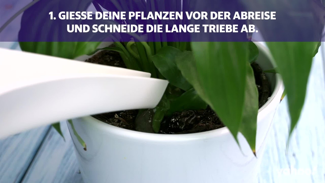 Urlaubszeit: So überleben deine Pflanzen auch ohne dich