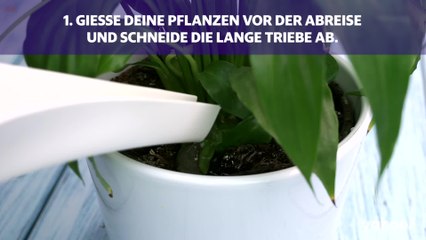 Urlaubszeit: So überleben deine Pflanzen auch ohne dich