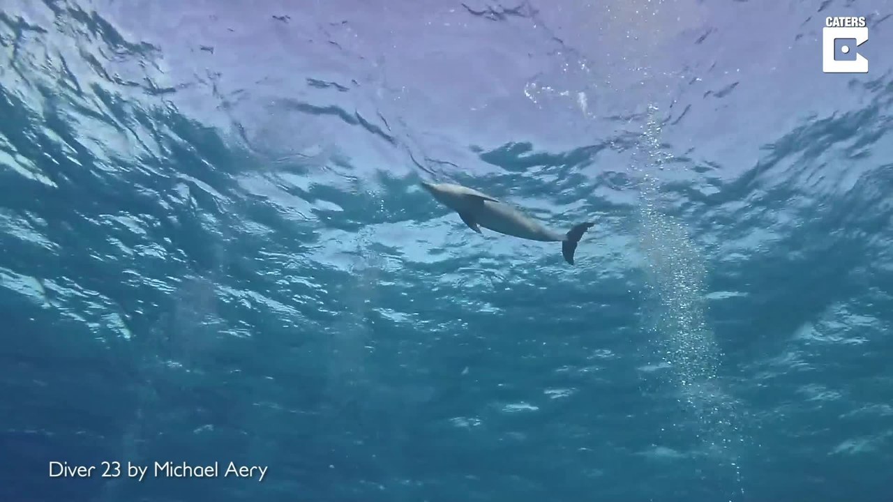 Dieser Delfin hat Lust zu spielen