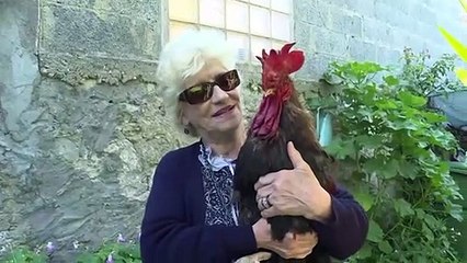 الديك موريس توقف عن الصياح