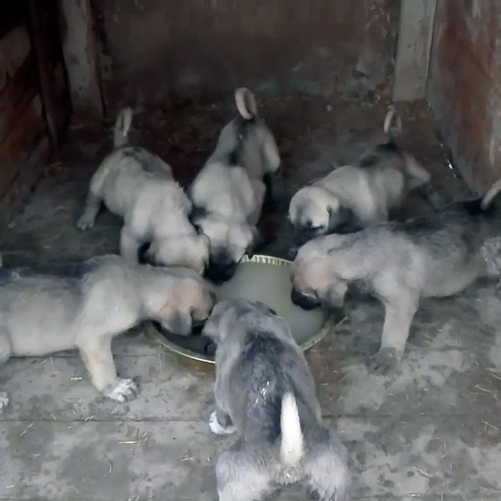 ANADOLU COBAN KOPEGi YAVRULARINA SABAH KAHVALTISI - ANATOLiAN SHEPHERD DOG PUPPiES at BREAKFAST