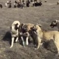 KANGAL ve COBAN KOPEKLERi GOREV BASINDA KISA ARA - KANGAL DOG and ANATOLiAN SHEPHERD DOGS PLAY a GAME