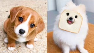 Baby Dogs - Cute and Funny Dog Videos Compilation - Cute videos