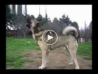 KARA KIRCIL ADAMCI KANGAL KOPEGi - GRAY WOLF COLOR SiVAS KANGAL DOG