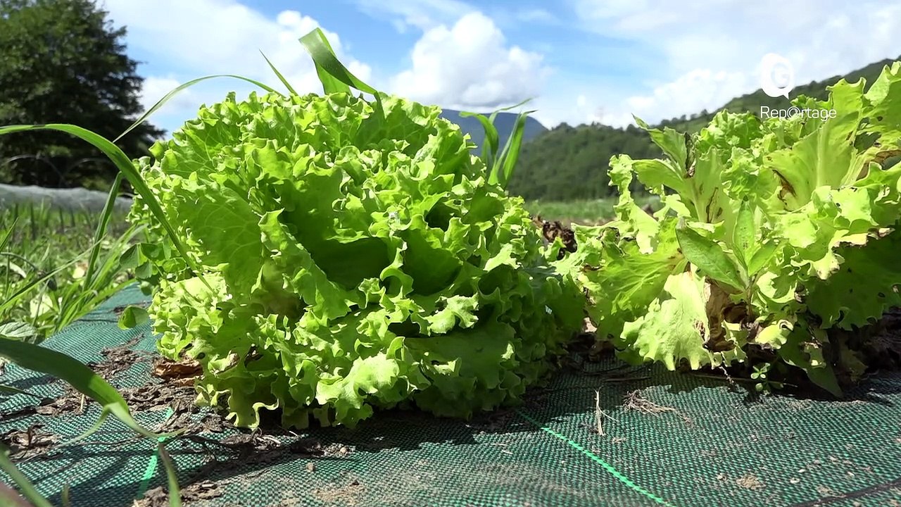 Reportage - A Vaulnaveys, le maraîchage et le houblon fleurissent de plus en plus