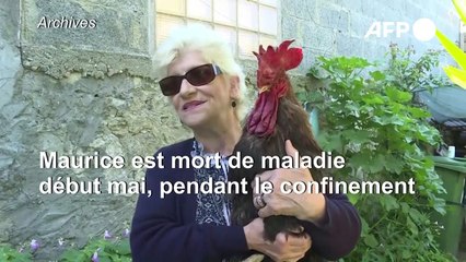Le coq Maurice, symbole de la ruralité, ne chantera plus