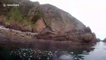 Seemingly dead seal takes a well deserved nap off the coast of Devon