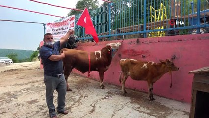 Ay-yıldız desenli boğa ve düveye gözü gibi bakıyor