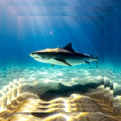 À 13 ans, il pêche un requin-tigre de 400 kilos !