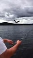 Un aigle pêcheur a pris le poisson attrapé par le pêcheur !