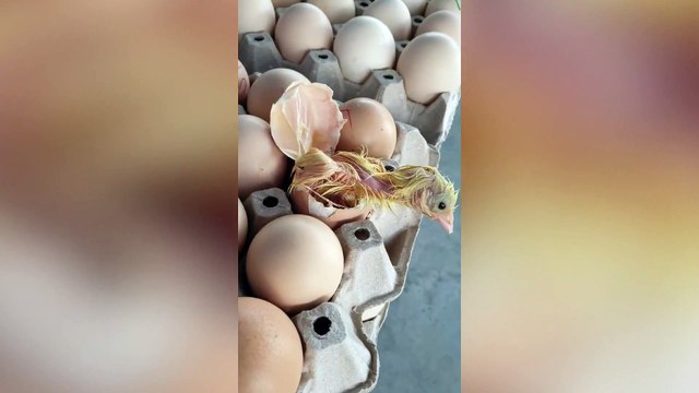 Chick Hatches From Eggs Being Sold In Shop