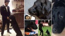 Sushant Singh Rajput Pet Dog Fudge Heart Breaking Moments