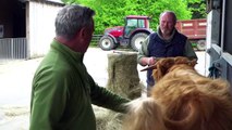 Watch trailer: Cannon Hall Farm is the star of new Channel 5 TV show 'This Week on the Farm'