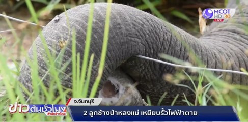 สลด! ลูกช้างป่า 2 ตัว พลัดหลงแม่ เหยียบรั้วไฟฟ้าช็อตล้มคาสวนผลไม้