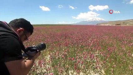 Kartpostallık manzaralar; Van Gölü ve çevresi çiçeklerle renklendi