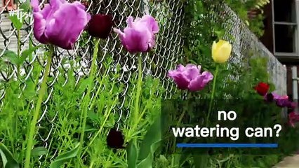 Five Clever Hacks for Gardening on a Budget