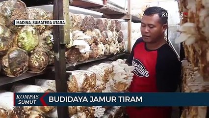 Jutaan Rupiah dari Jamur Tiram
