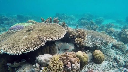 Creatures Underwater