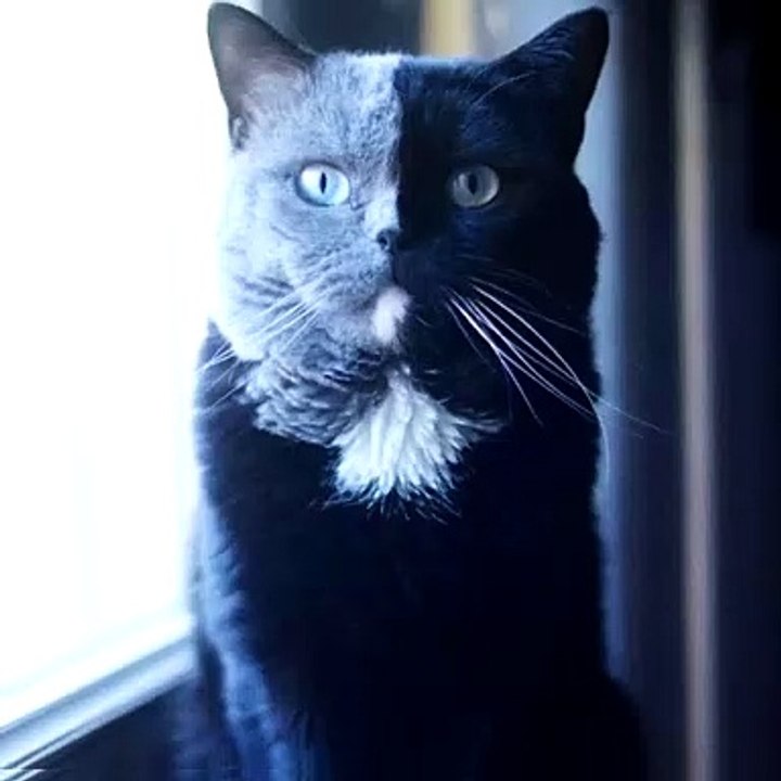 Narnia, le chat au visage fendu, est papa de deux chatons dans chacune de ses couleurs !