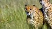 Cheetah attack, and eating baby, Impala Giving ,Birth  Animals, Fight Powerful ,Cheetah vs Impala