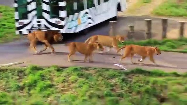 Craziest Animals, Fights Classic ,fight Lion, gorilla attack ,Lion Gorilla ,Baboon Big Battle