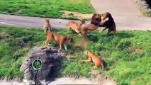 Craziest Animals, Fights  Classic, fight Lion,  gorilla attack, - Lion Video ,National Geographic