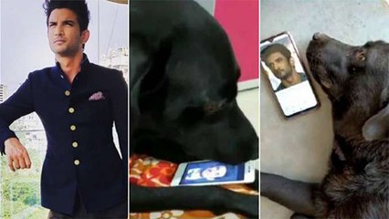 Sushant Singh Rajput's Dog Is Devastated After His Demise