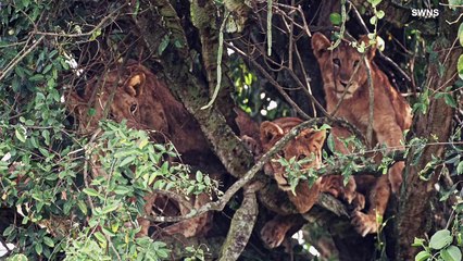 Lion Around! Take a Look at These Lions Napping in a Huge Tree