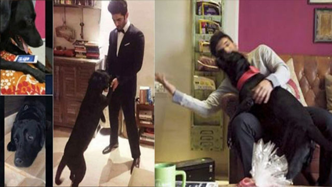 Sushant से बिछड़कर उनके Dog का है बुरा हाल; Manveer Gurjar ने शेयर की तस्वीरें | FilmiBeat
