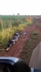 Cobra de 7 metros ataca carrinha e esposa alerta o marido "tira o braço daí!"