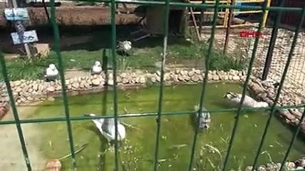 Haluk Levent’ten, kurtarılan hayvanlara görüntülü takip