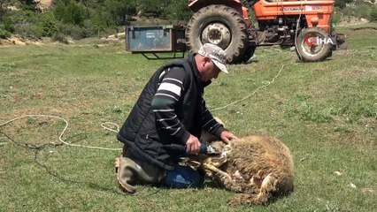 Koyunların kırkılan yünleri hem çiftçiye hem sanayiciye gelir sağlıyor