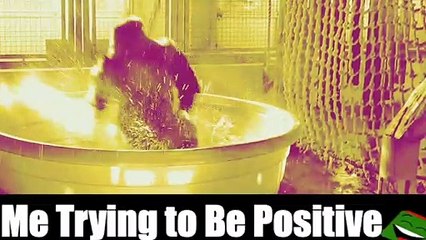 Me trying to be positive. Dancing Gorilla in swimming pool