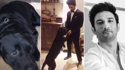 Sushant Singh's DOG FUDGE Crying for Him ! Emotional Pet Video