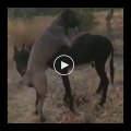 ANADOLU COBAN KOPEGi ve ESSEGiN KARSLILASMASI - ANATOLiAN SHEPHERD and DONKEY