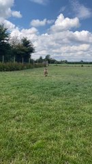 Unique Dogs Show Their Spots and Stripes