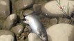 Savrun Çayı'nda toplu balık ölümleri